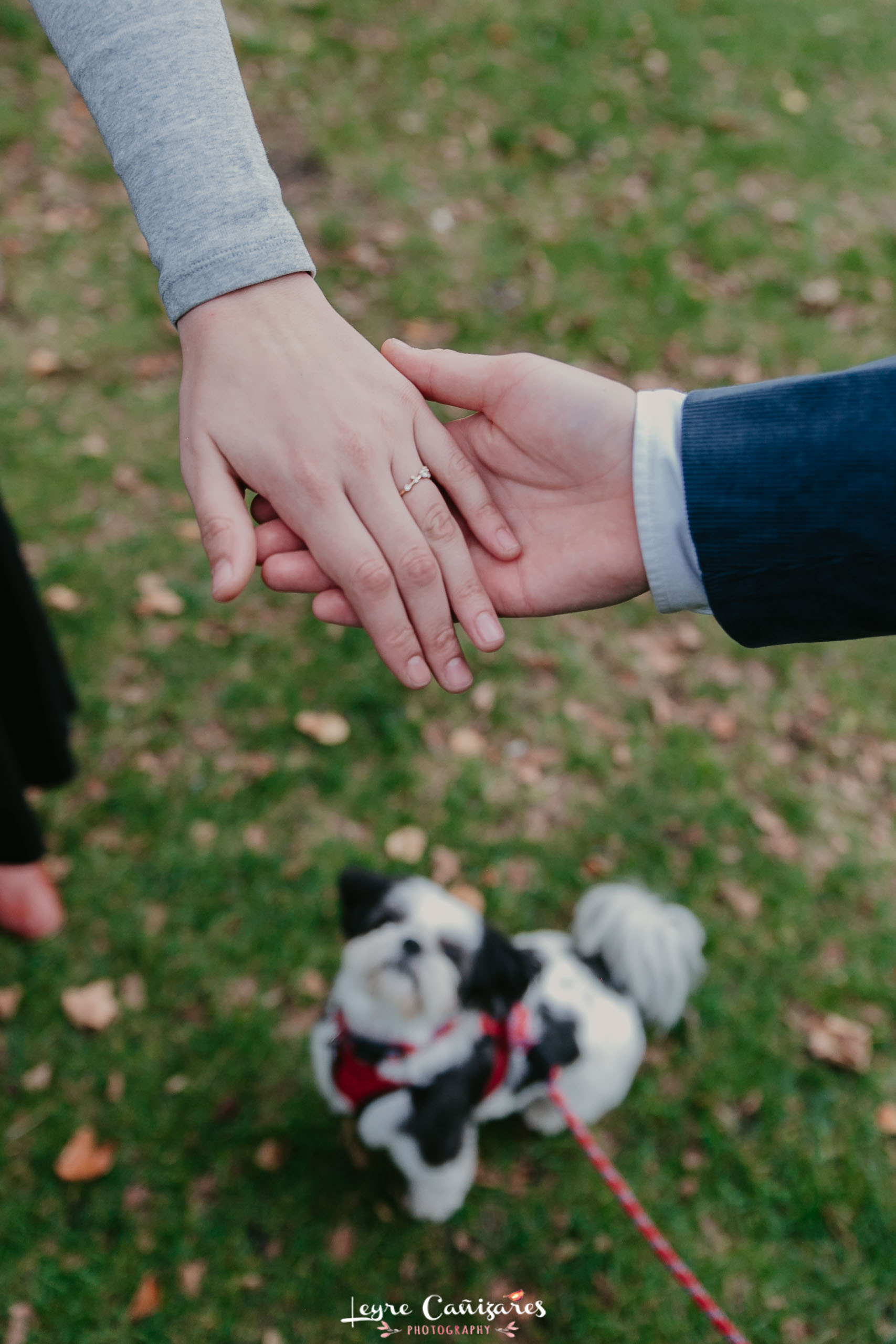 proposal with a dog in new york